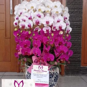 Bunga Anggrek Toko Bunga Monalisa Florist Bandung