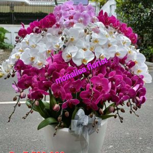 Bunga Anggrek Toko Bunga Monalisa Florist Bandung
